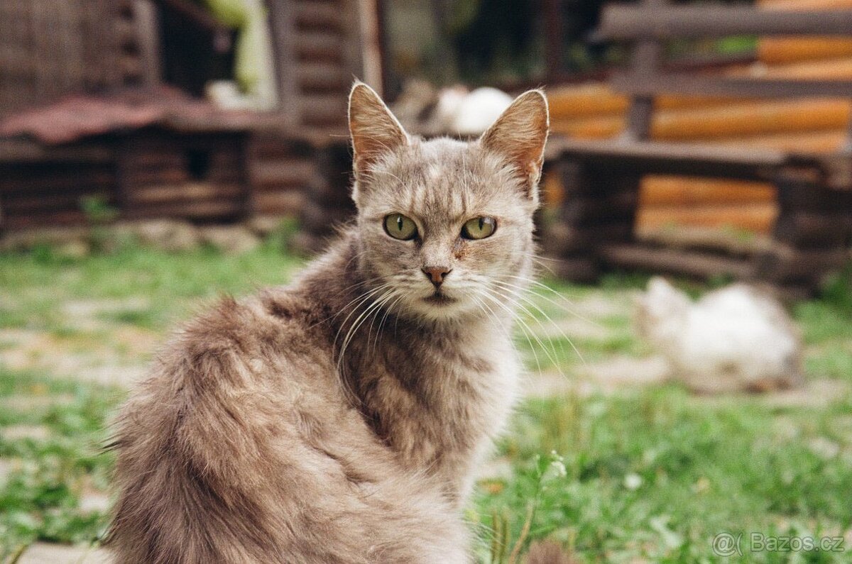 Analogový kompaktní fotoaparát Canon PRIMA ZOOM 76 - 4