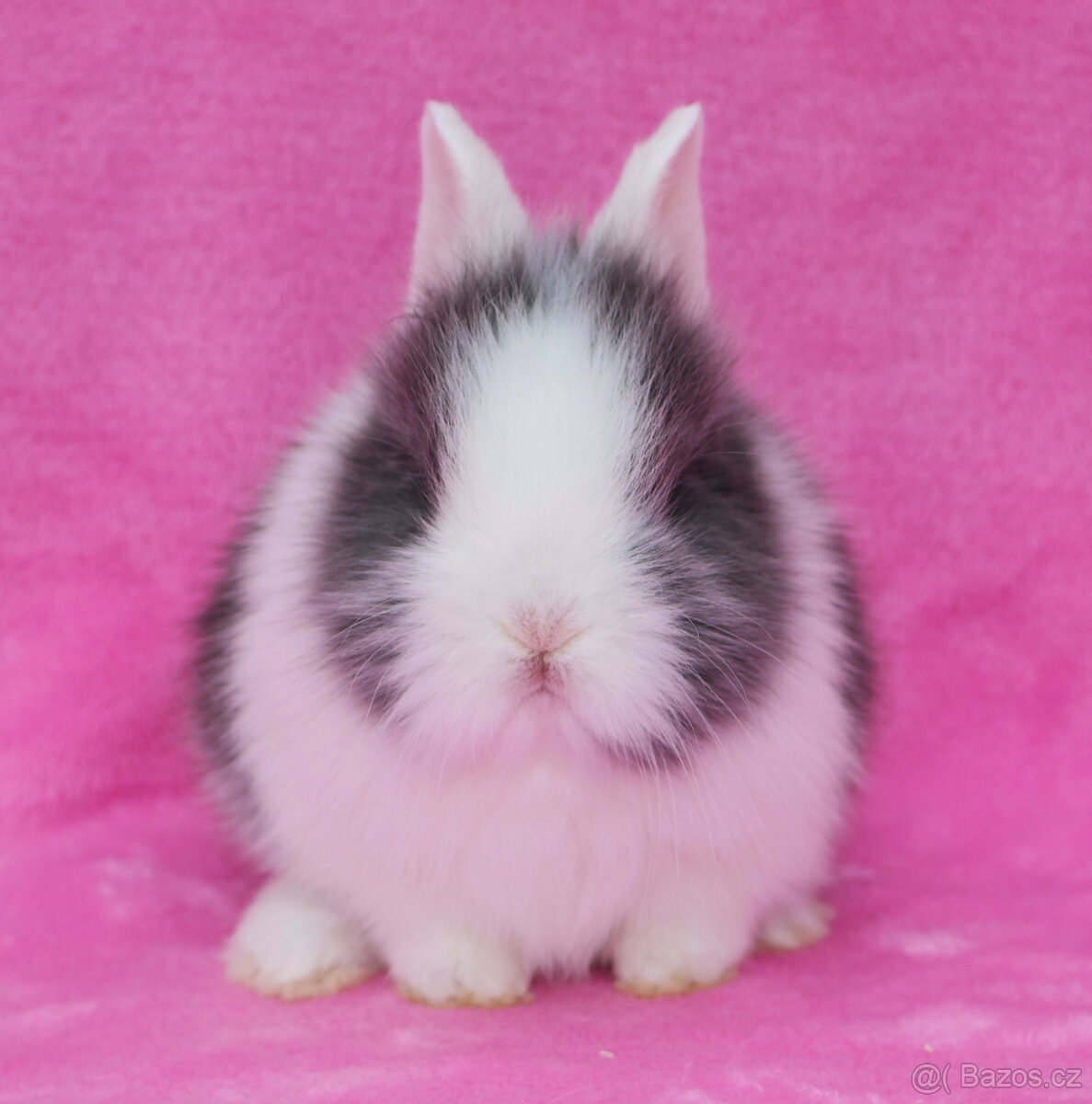 Zakrslý krátkouchý králíček WO sameček - 4