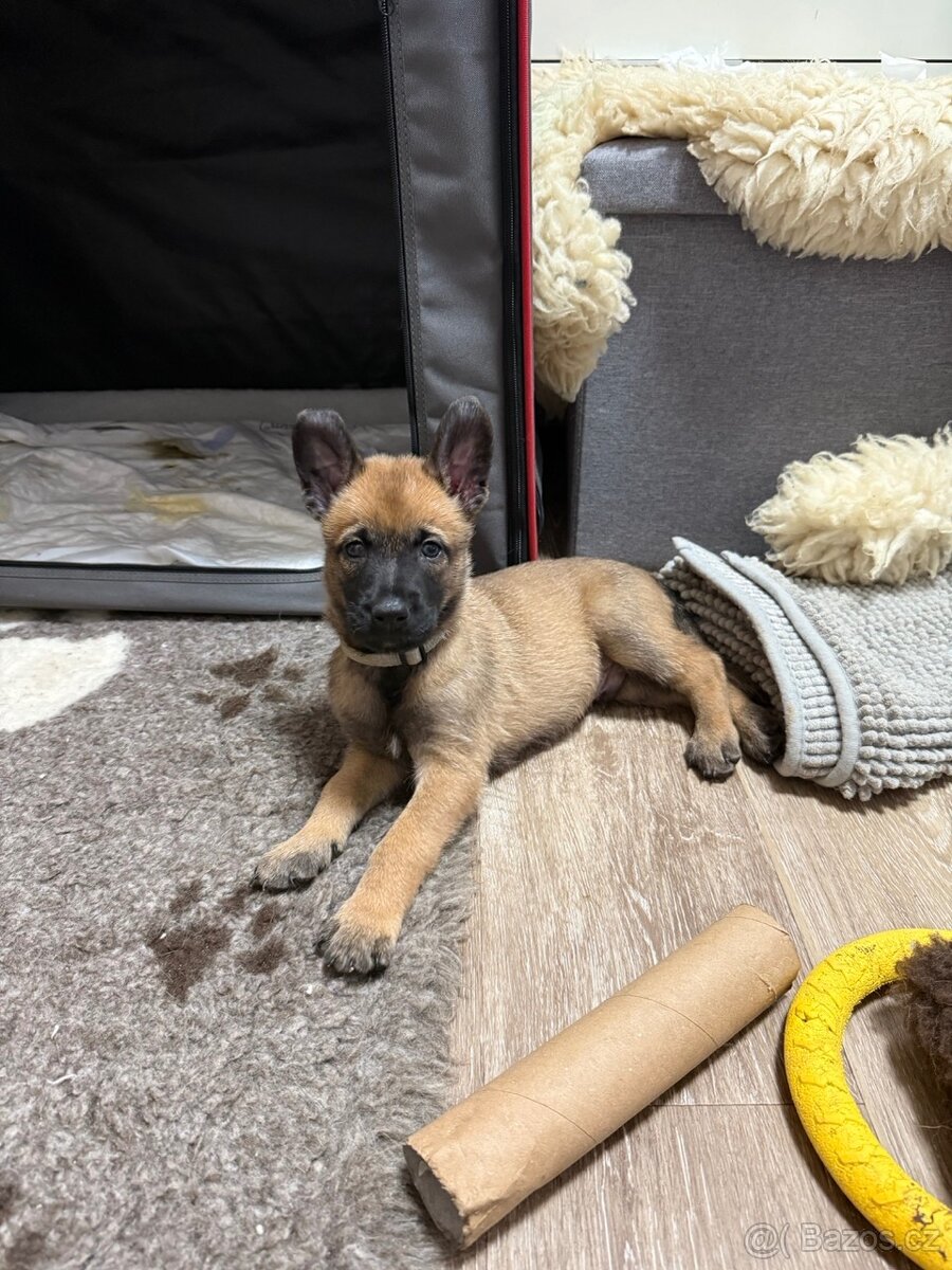 Belgický ovčák Malinois s PP - 4