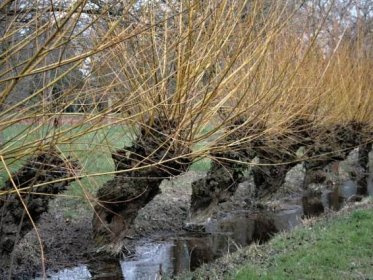 Vrba košíkářská - rychlerostoucí - 4