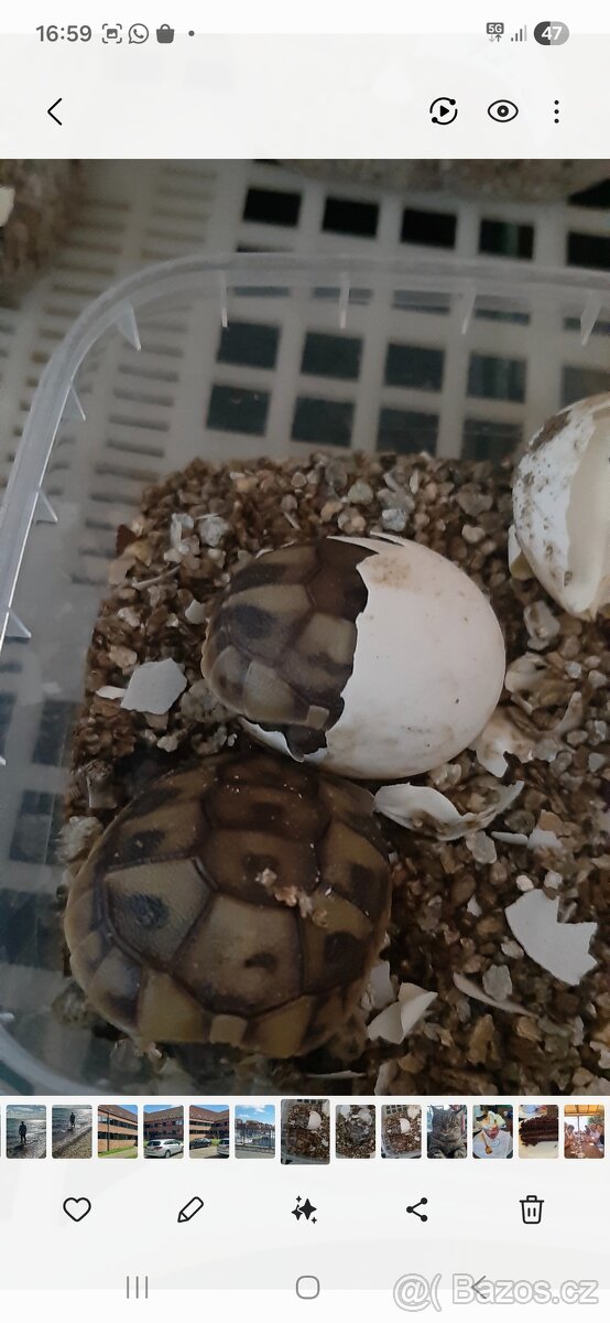 Želva zelenavá - 4