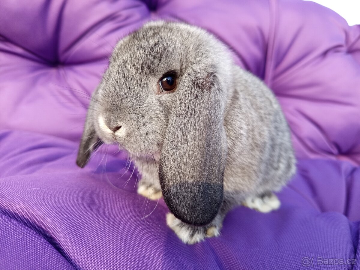 Zakrslí beránci - samečkové - 4