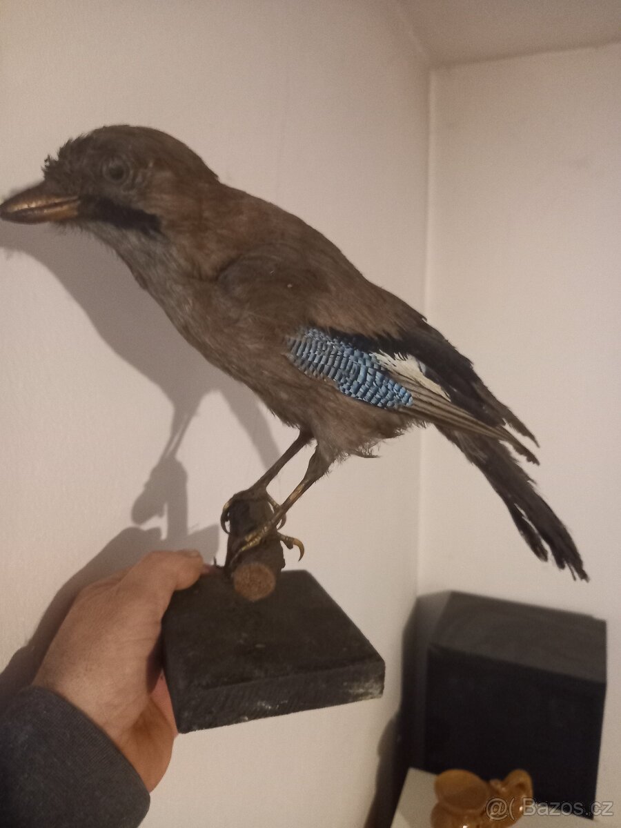 Preparace ptáků - 4