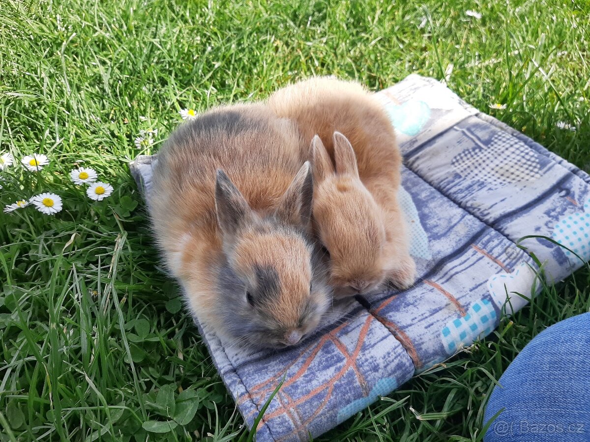 Kraličci zakrslí - 4