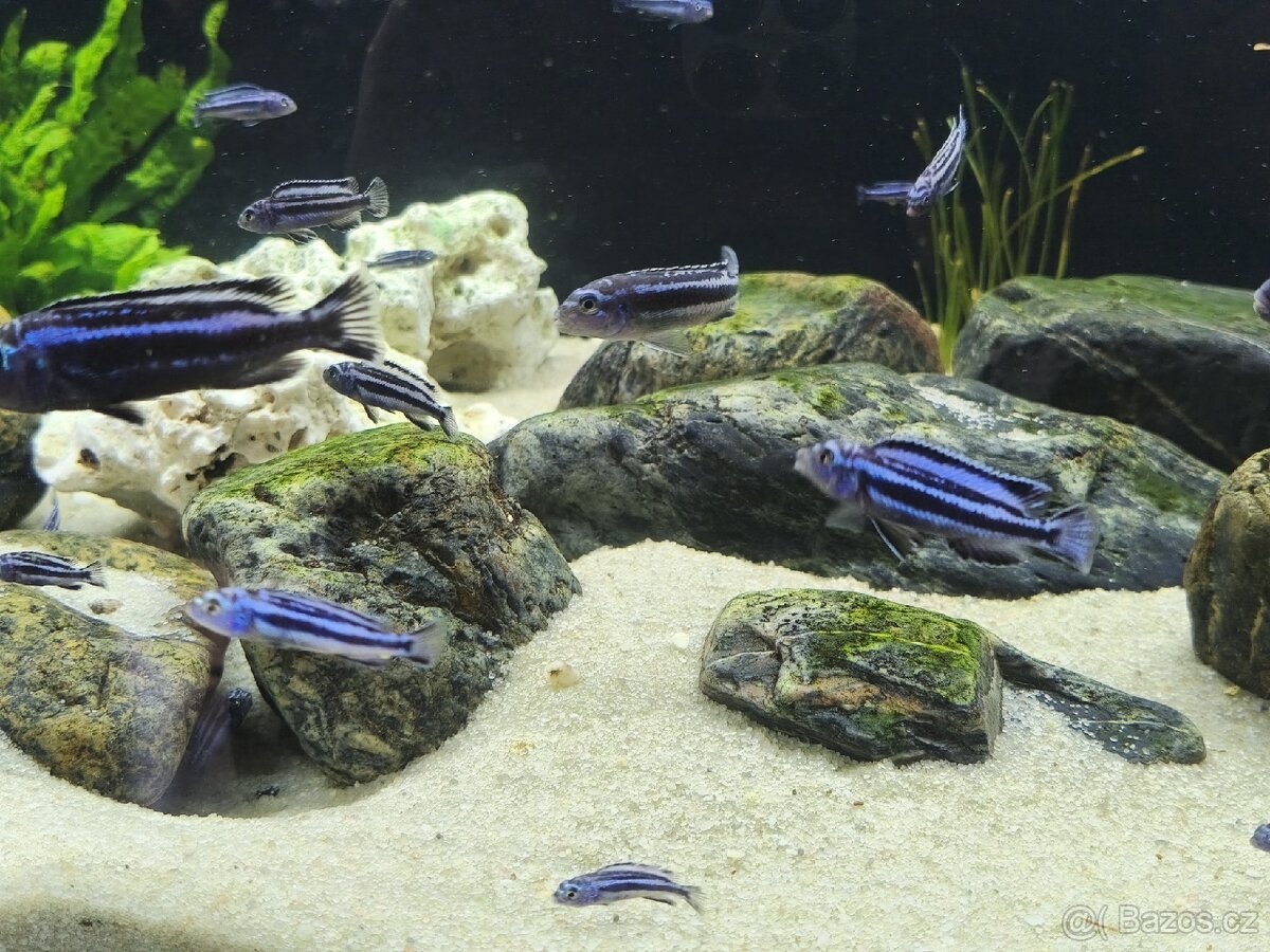 Tlamovci (melanochromis maingano) - 4