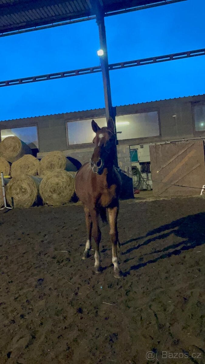 Výměna za poníka nebo prodej - 4