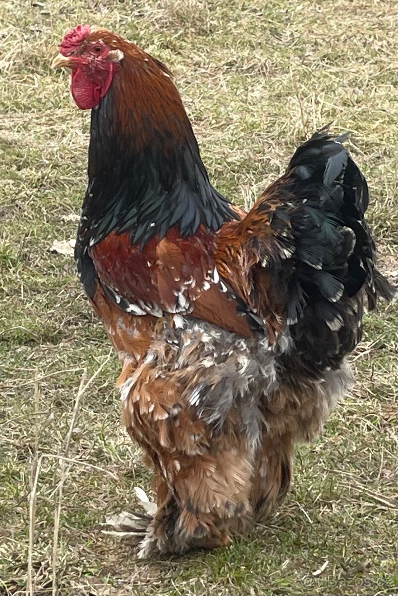 Brahmanky velká (porcelánová) - 4