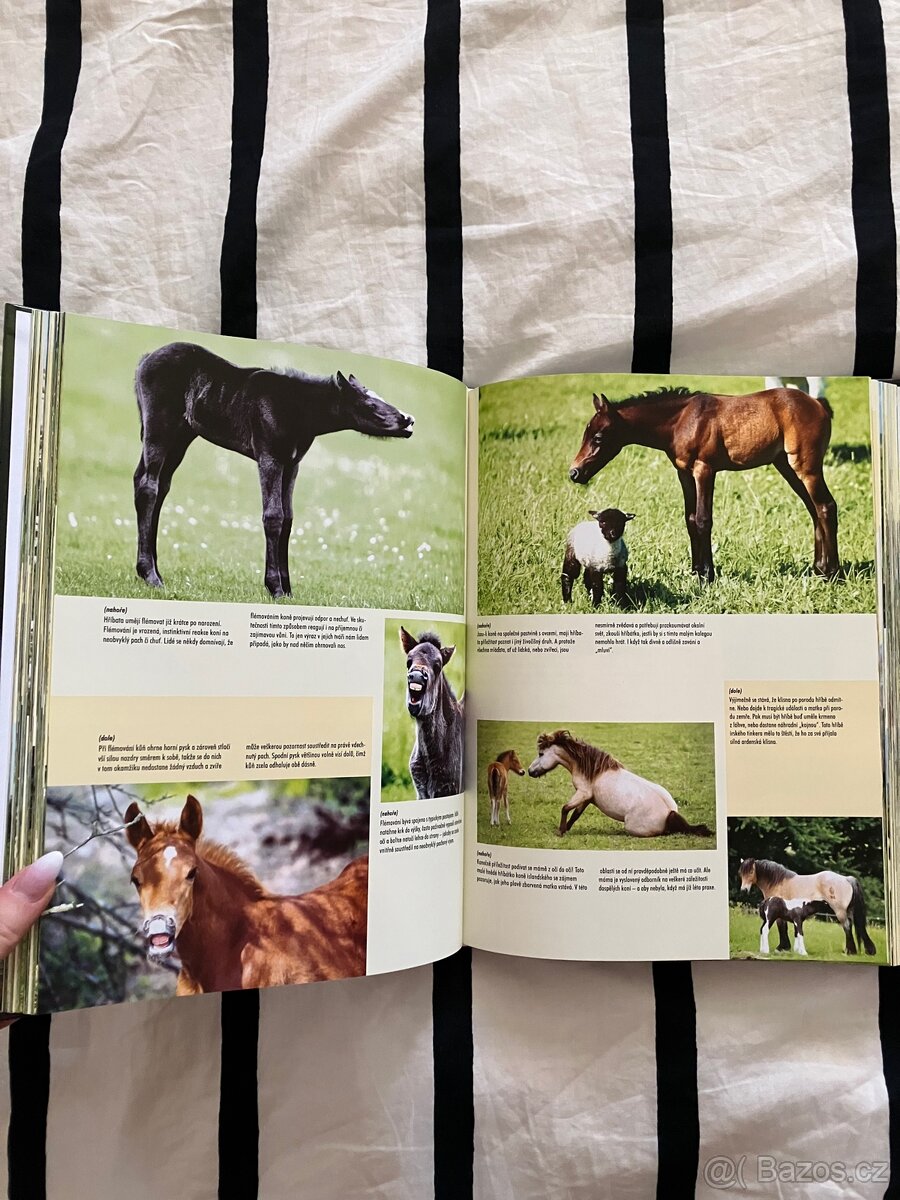 Kniha Koně - 4