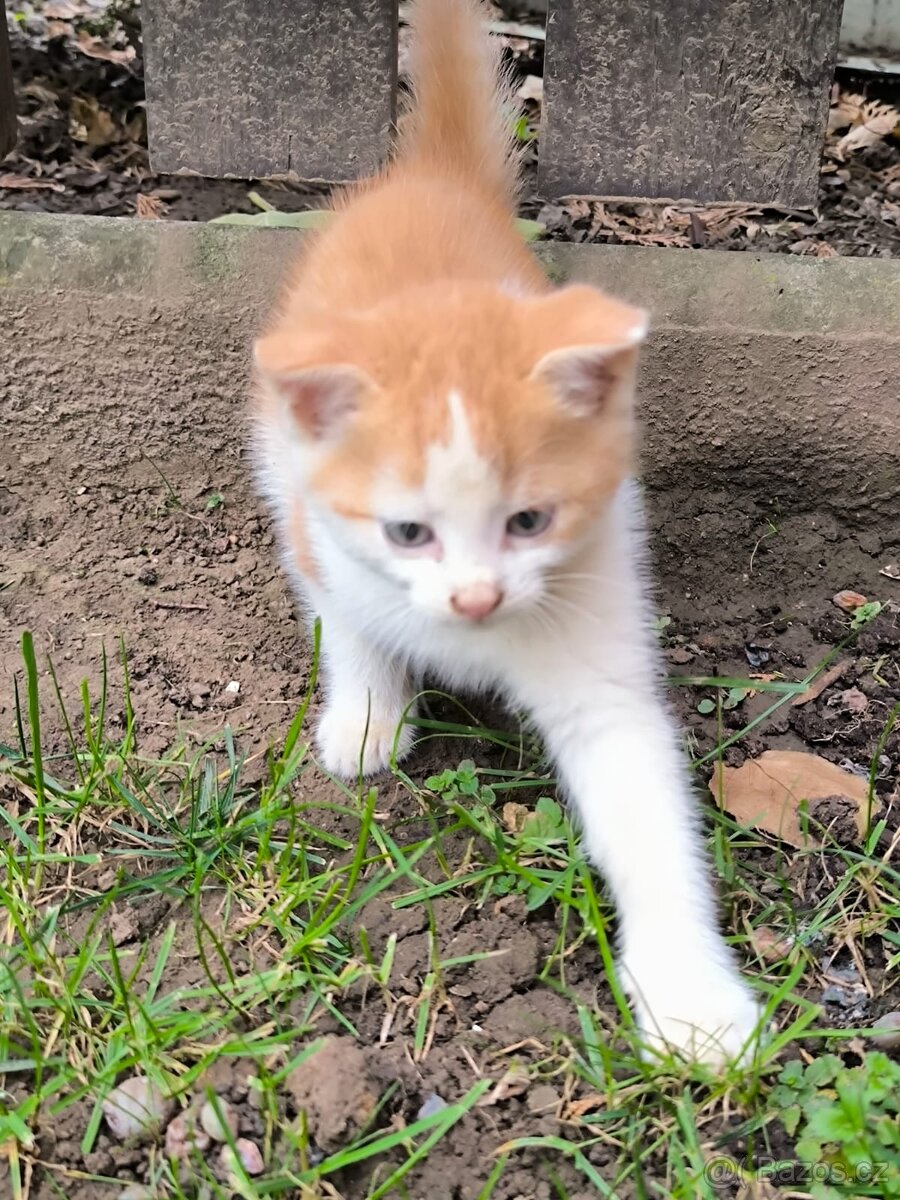 Zdravá & hravá KOŤÁTKA - 4