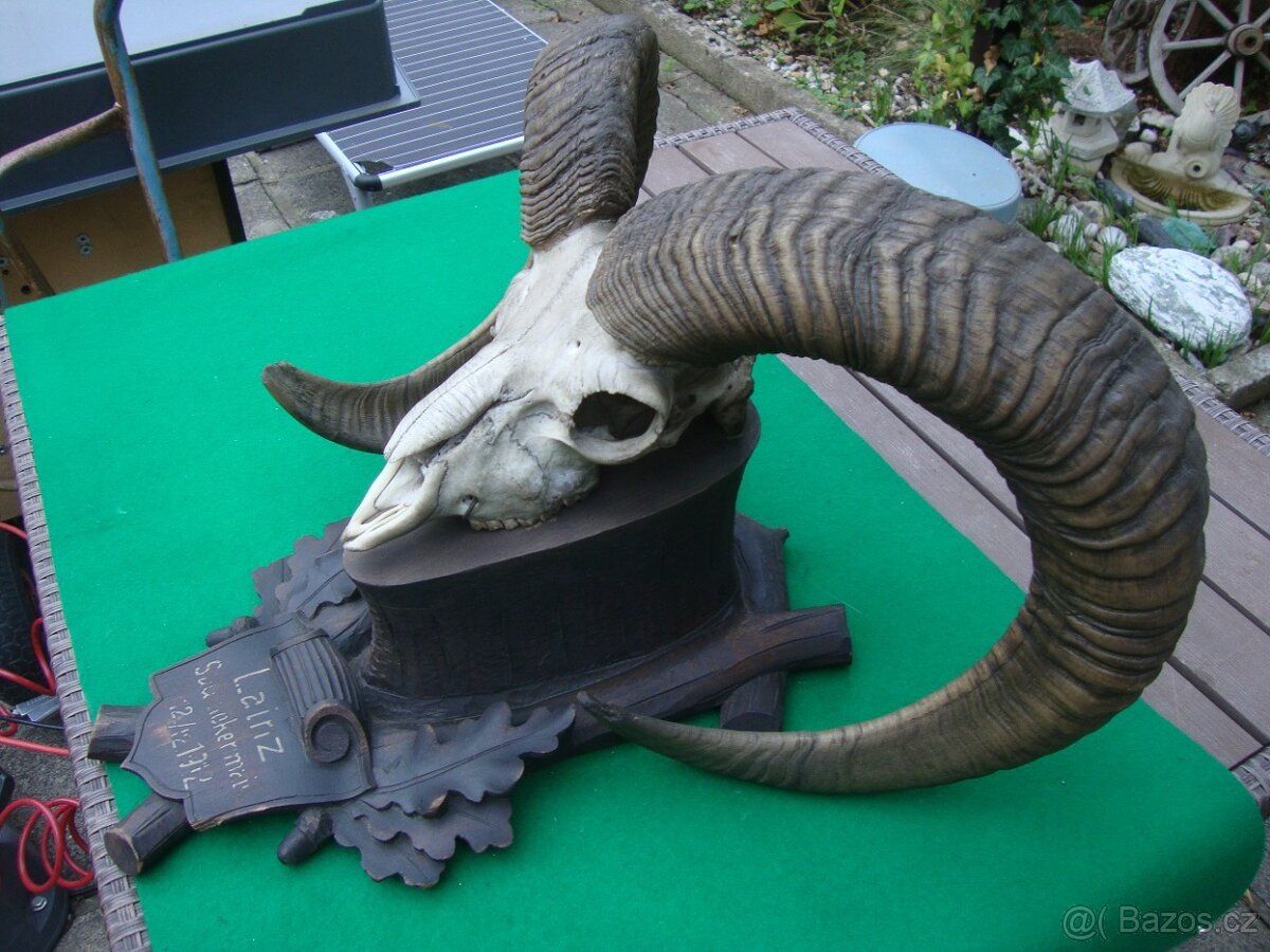 Starožitná Mufloní trofej Muflon 1912 medailové rozměry top - 4