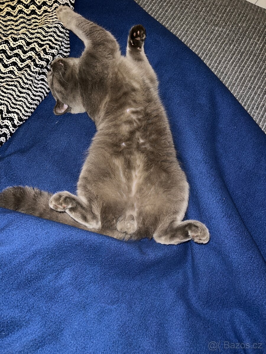 Krytí britský kocour - 4