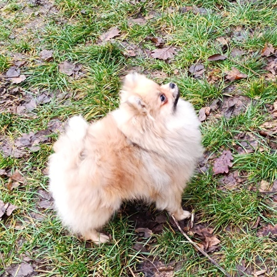 Pomeranian s PP - 4