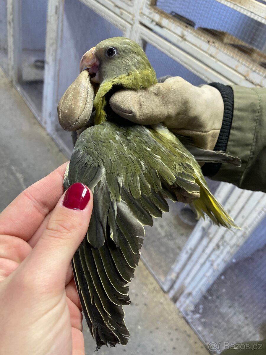 Alexandr rudohlavý - 4