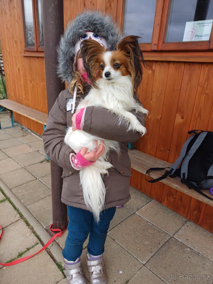 Pejsek papillon s PP - 4