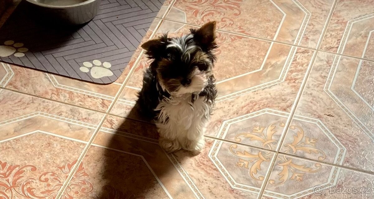 Biewer jorkširský teriér s PP - 4