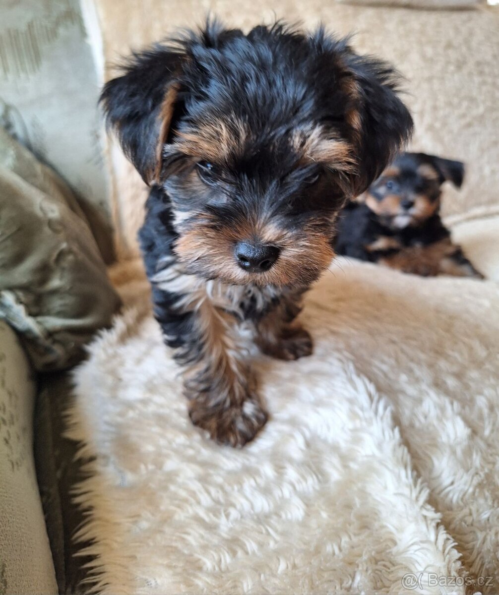 Jorkšír,jork,jorkšírsky teriér,yorkšhir - 4