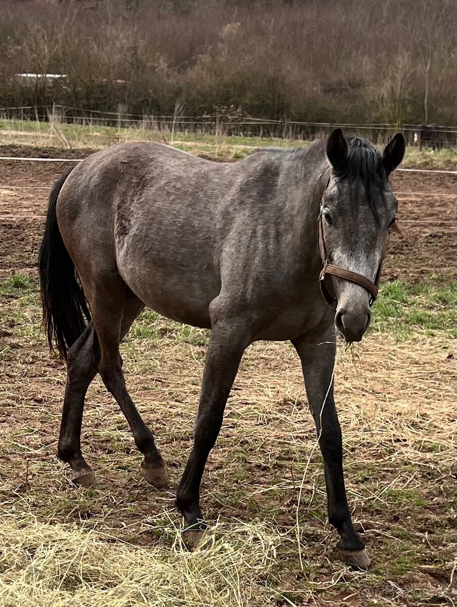 Welsh part bred dvouletý hřebeček - 4