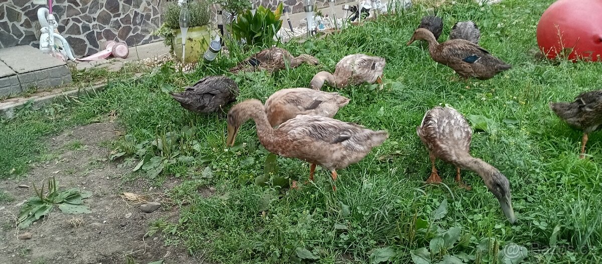 Indické Bežce 20ks - 4