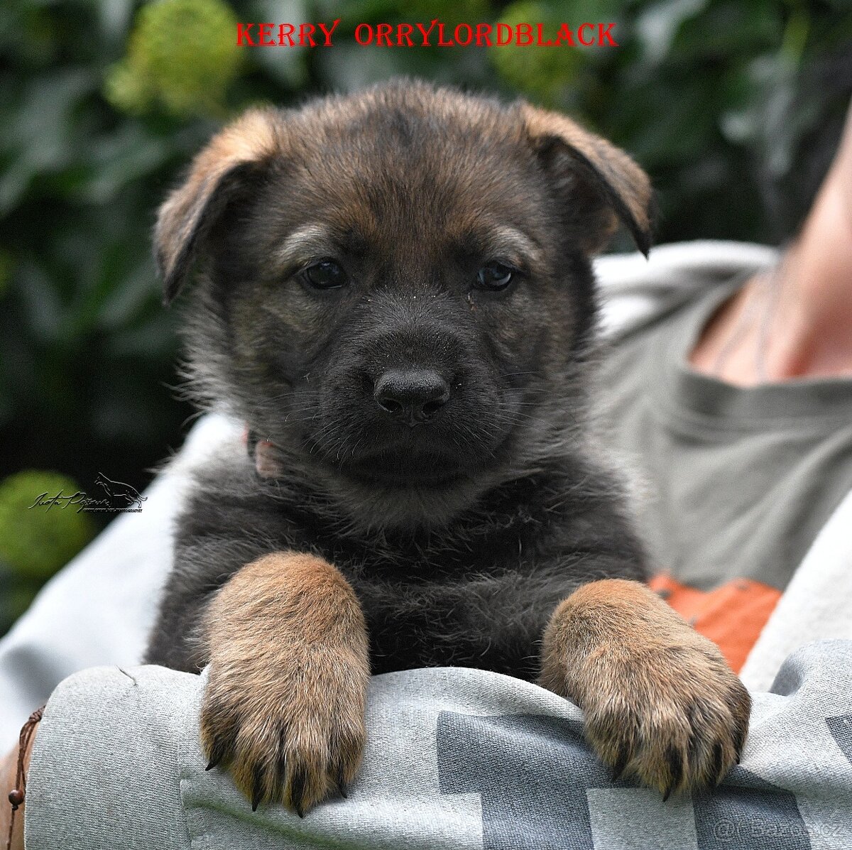 Štěňátka Německý Ovčák s PP - 4