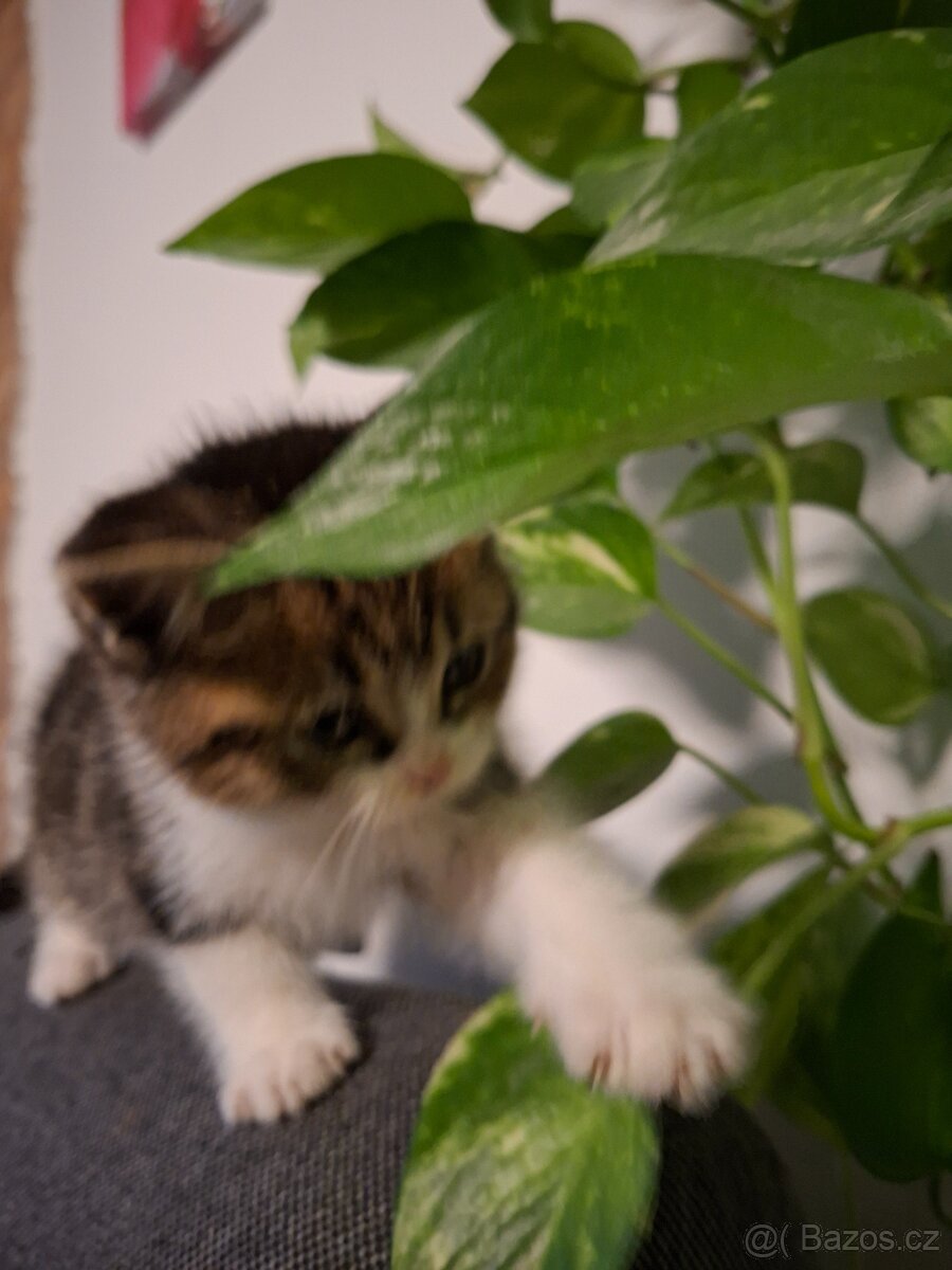 Britská koťata - 4