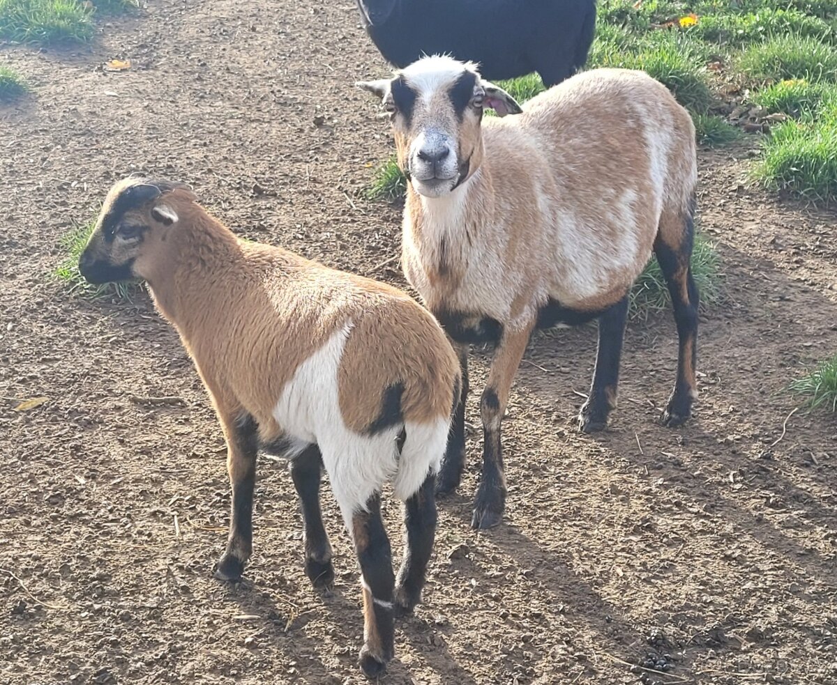 Kamerunská ovce - beránek - 4