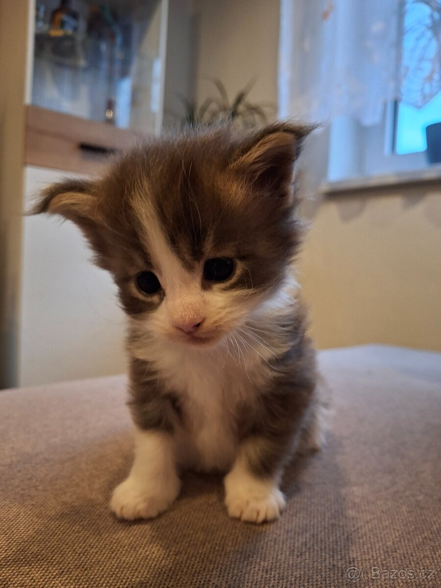 Mainská mývalí kočička - 4