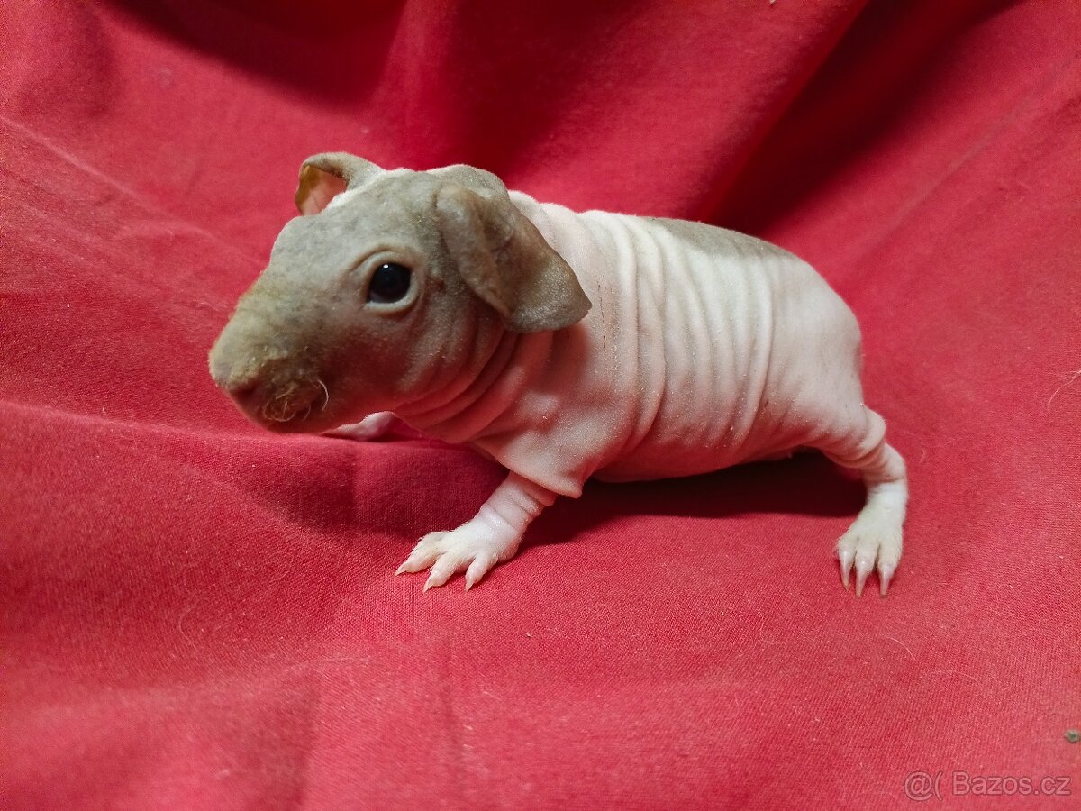 Morče skinny, sameček s PP - 4