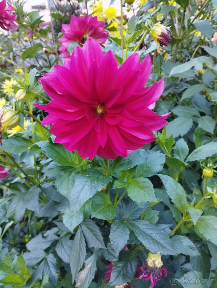 Hlízy jiřin a hlízy kany - 4