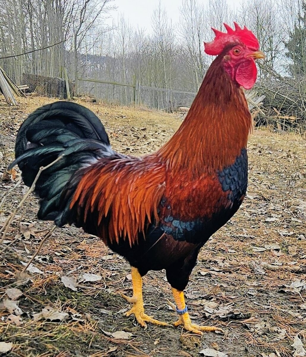 Zdr. Velsumka rezavě koroptví - 4