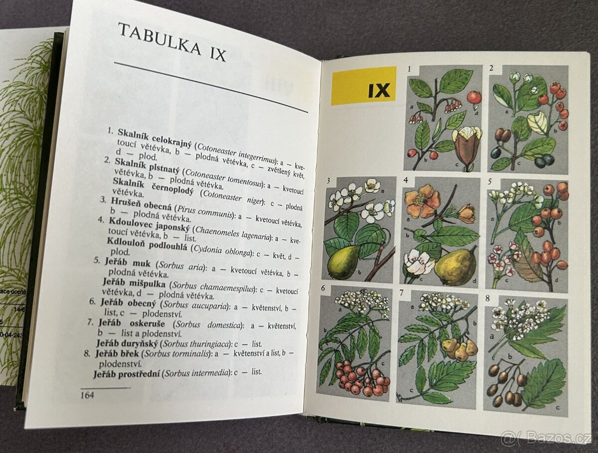 Dva klíče k určování rostlin, stromů a keřů - 4