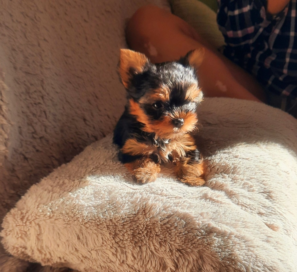 Yorkširsky teriér šteňata - 4