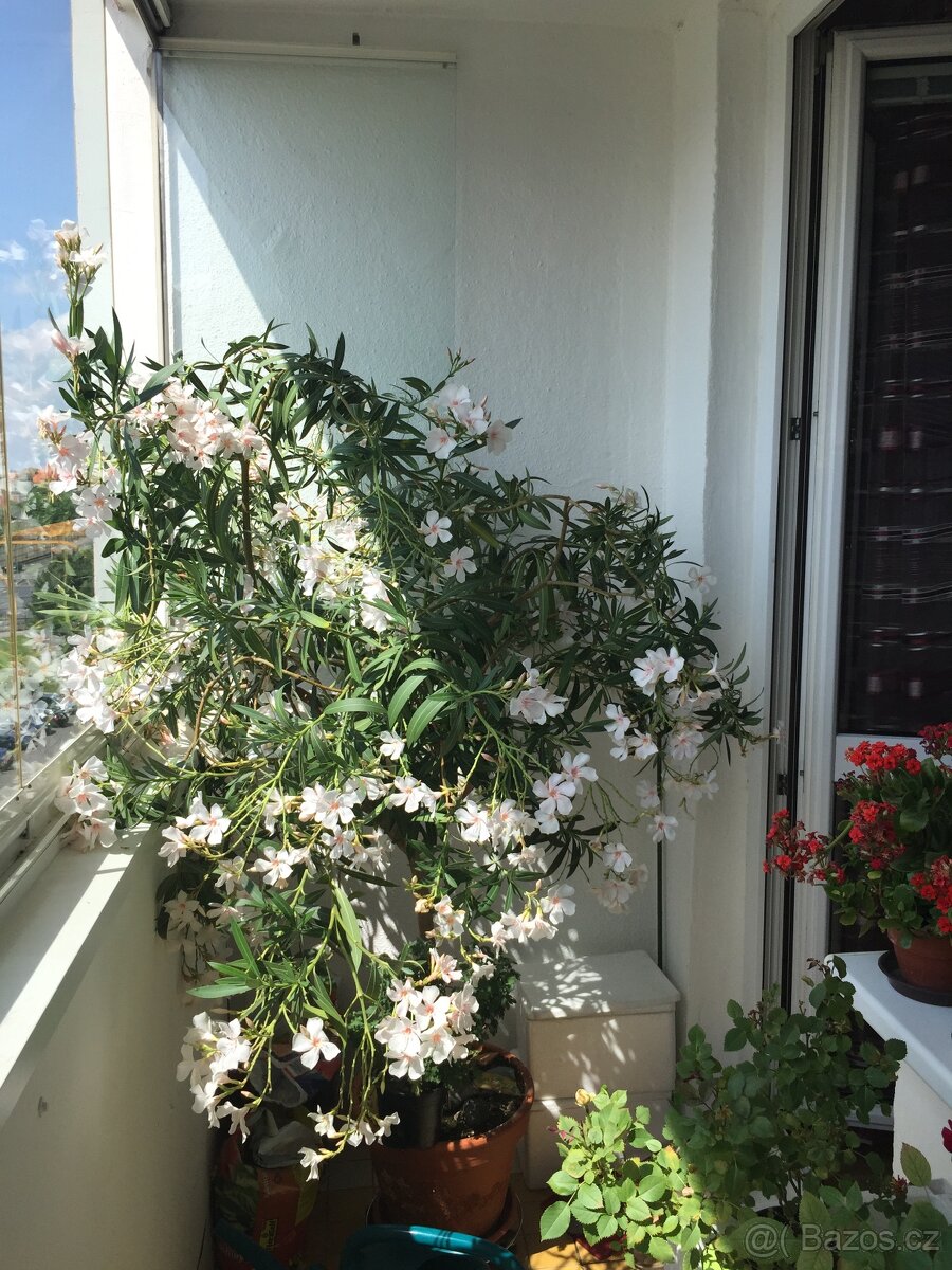 Prodám oleandry - 4