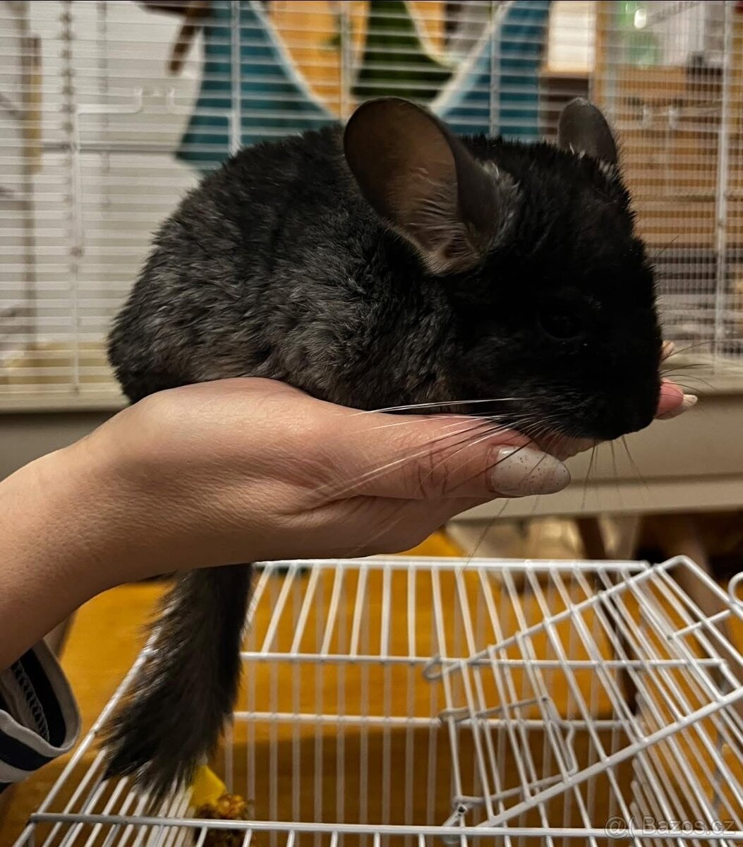 Možnost využít odběr i 24.12.2025 - 4