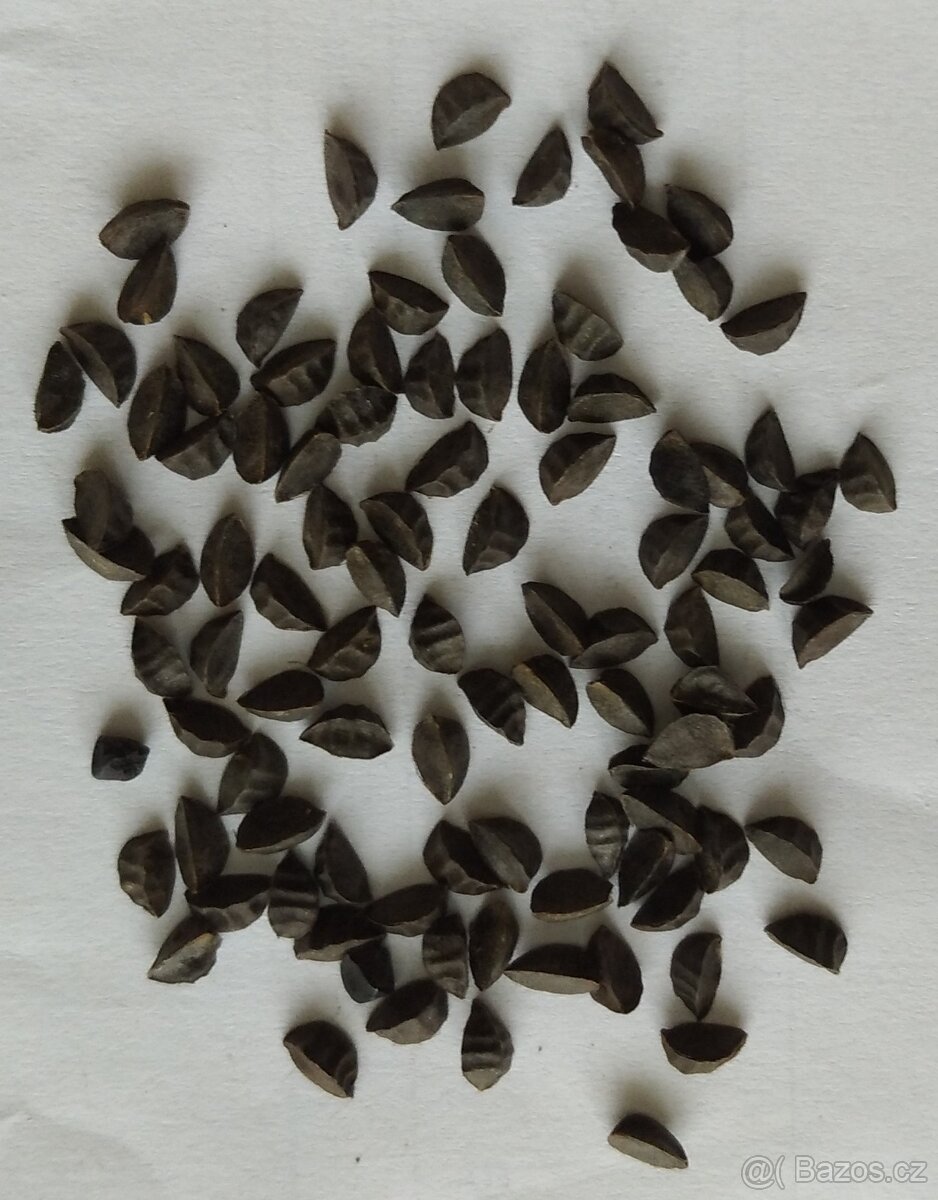 Asphodeline liburnica 80 semen 50 Kč - 4