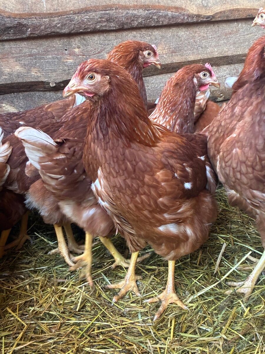 Prodej Kuřic Lohman - 4