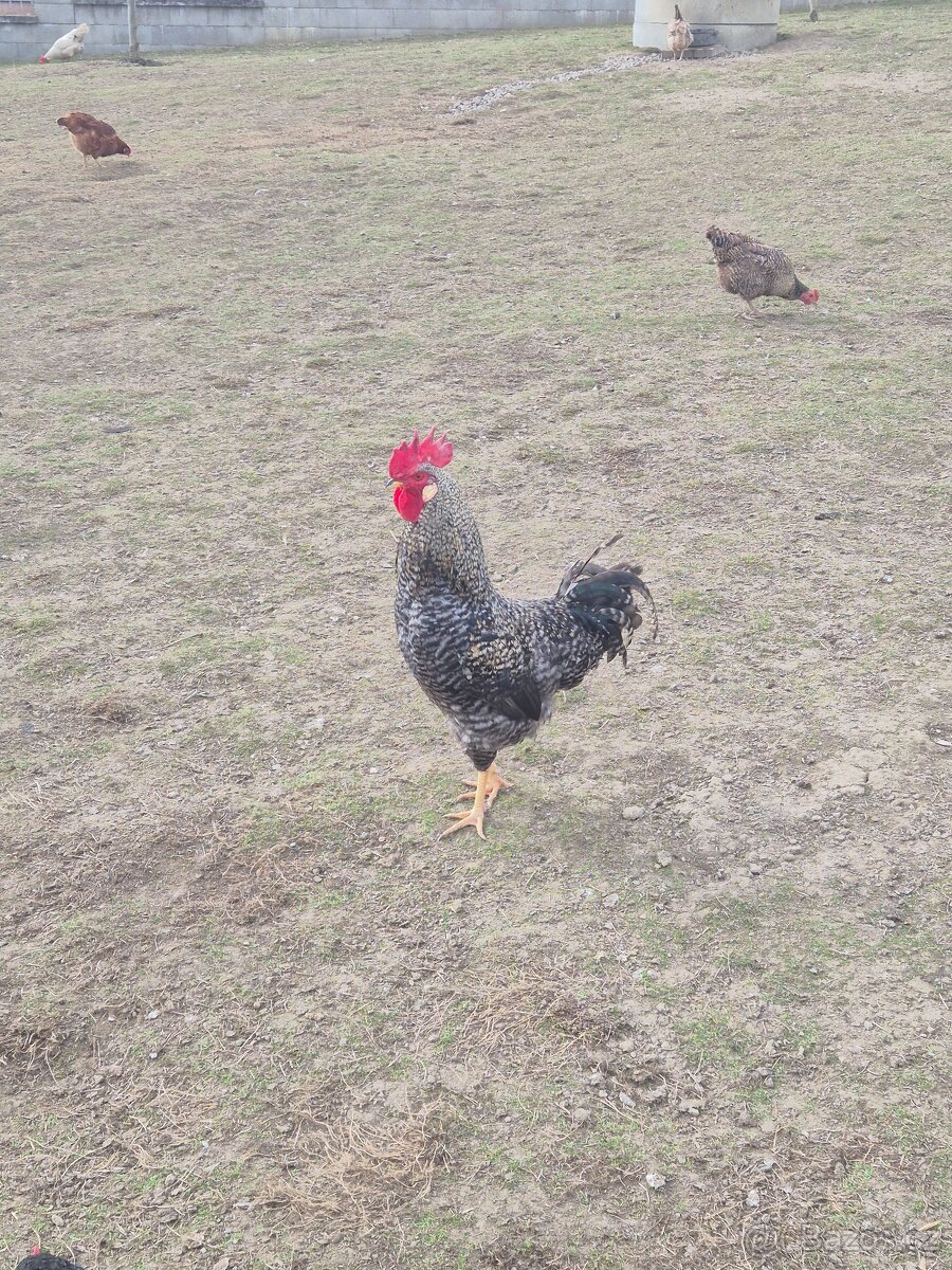 Prodej kohoutů - 4