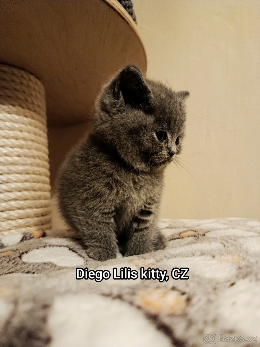 Britská modrá krátkosrstá - 4