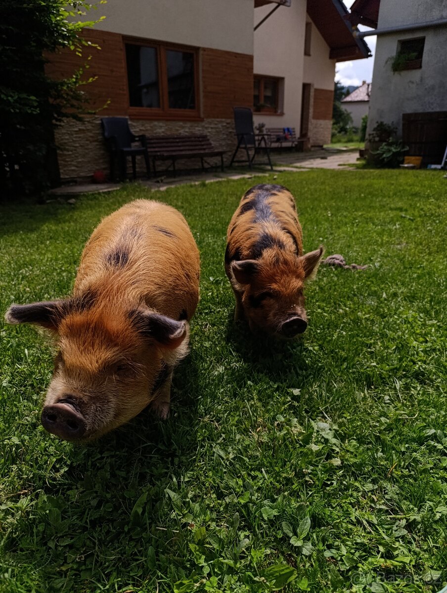Kune kune - 4
