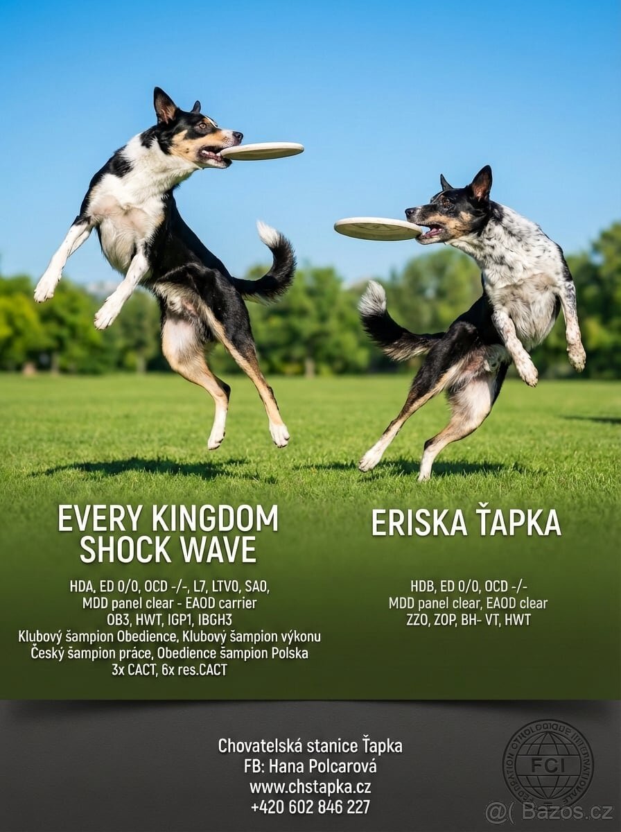 Borderkolie s PP - 4