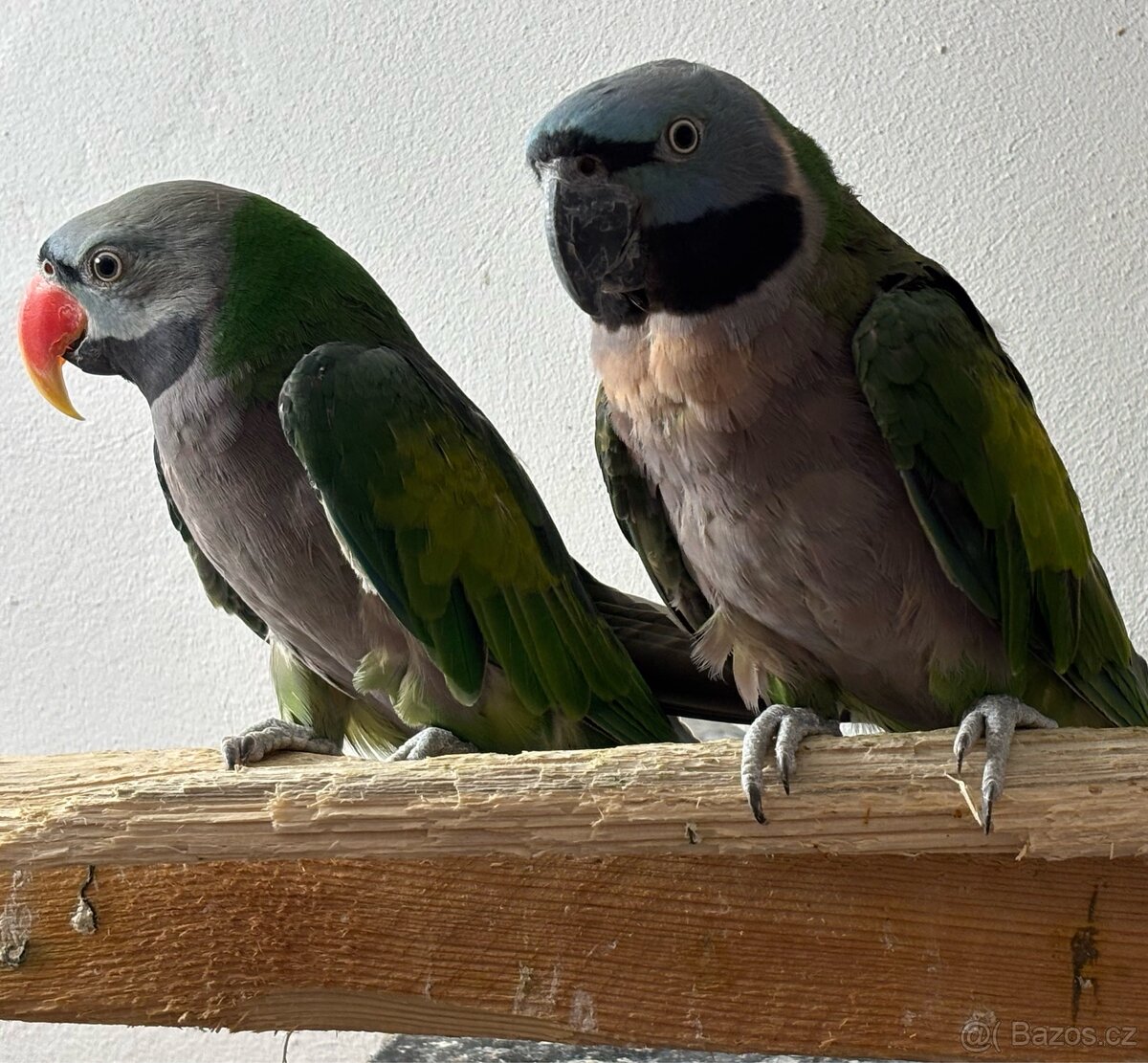 Pár Alexandr čínský - 4