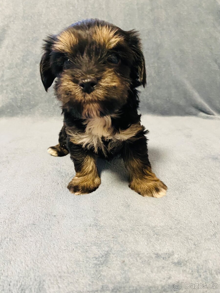 Jorkšírský teriér - 4