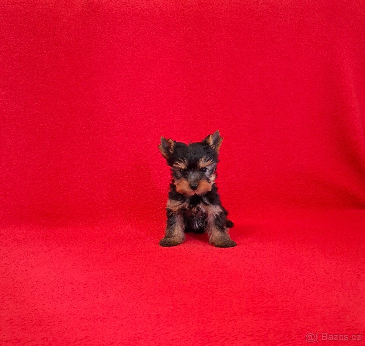 Jorkšírský terier s PP - 4
