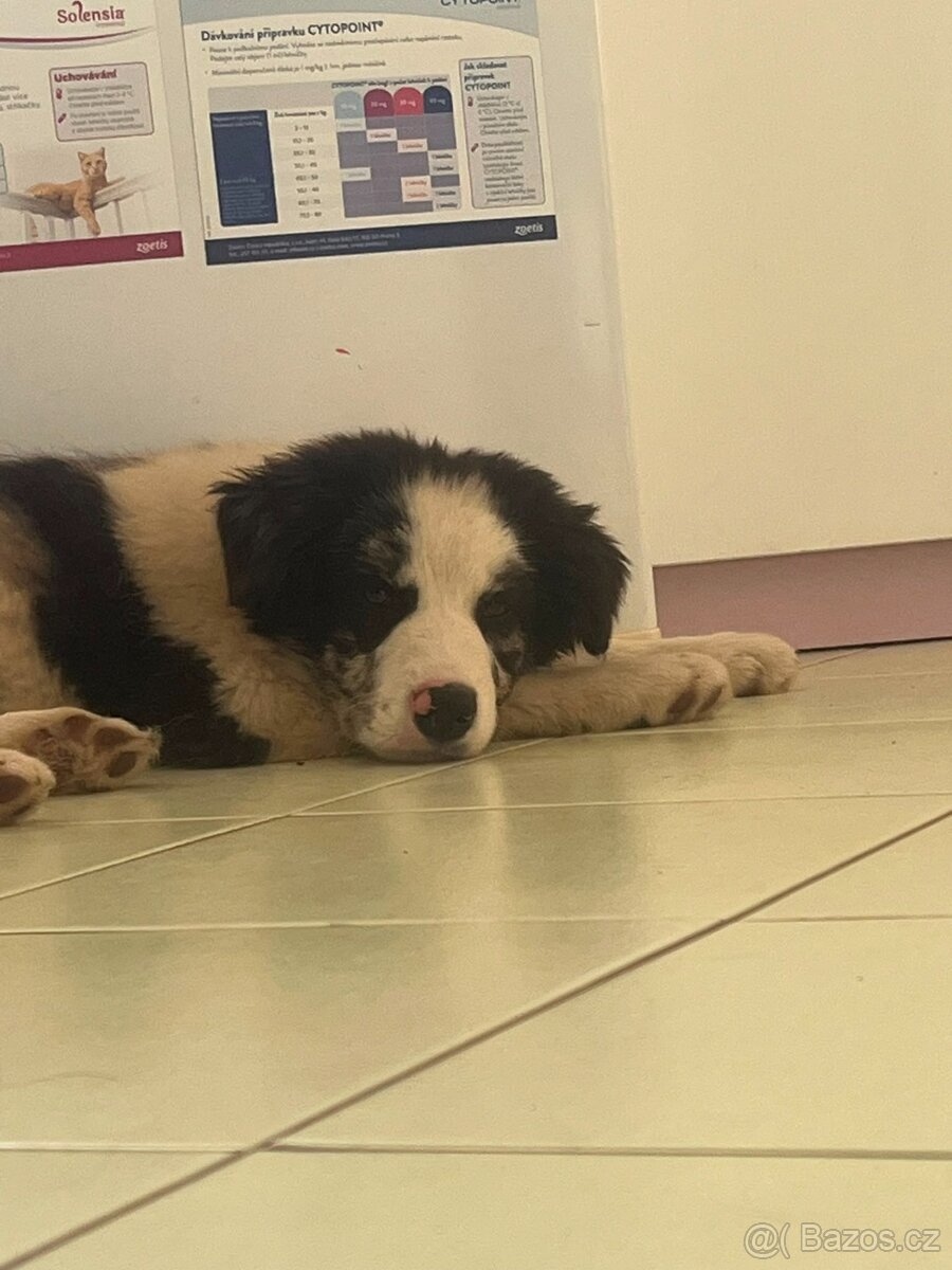 Blue merle pejsek border kolie - 4