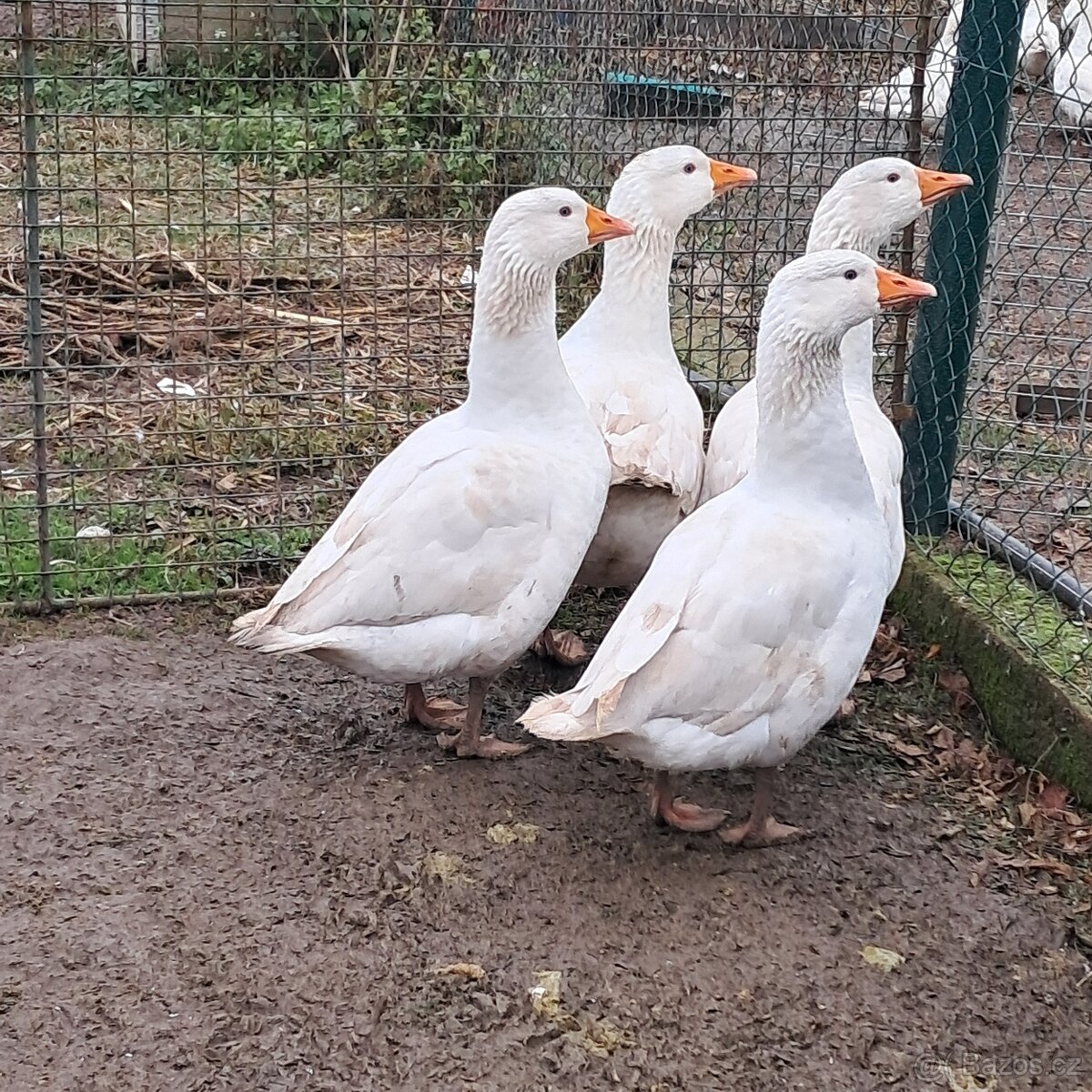 Prodám husy chovné české - 4