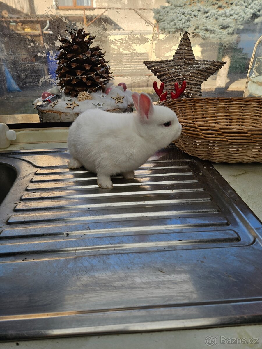 Zakrslý králík - 4