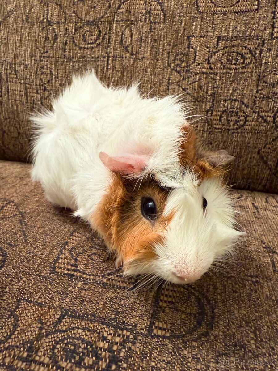 Morče kluk rozeta - 4