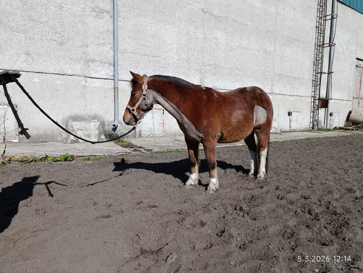 Pony valach 13 let cca 130cm - 4