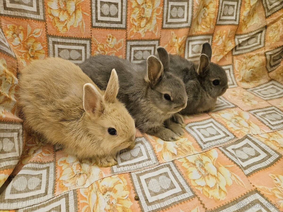 Zakrslý králíček - 4