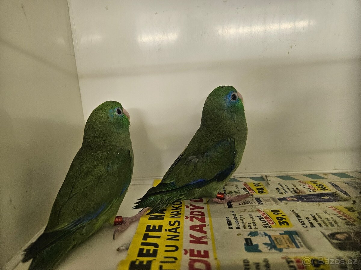 Papoušíček brýlatý - 4