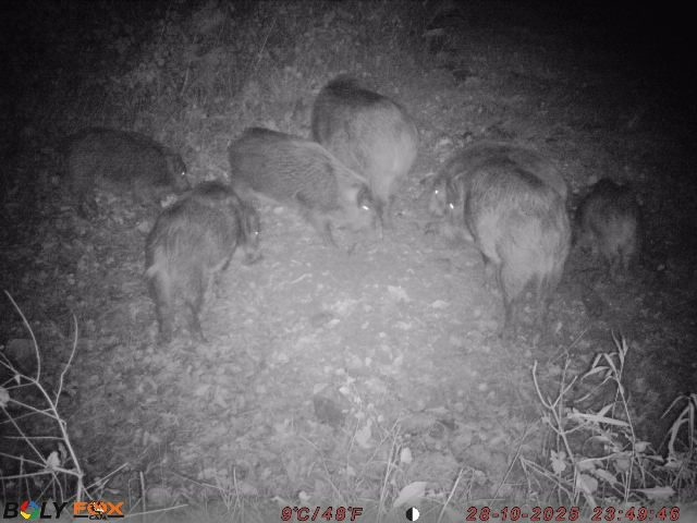 Fotopast FOXcam SG880-4G - 4